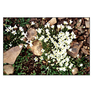Wildflowers