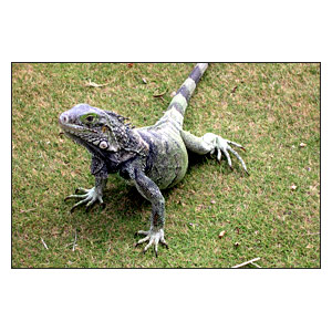 Iguana